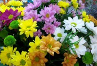 /album/fotogaleria/margaritas-jpg/