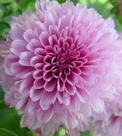 /album/fotogaleria/otome-jpg/