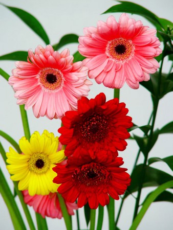 gerberas